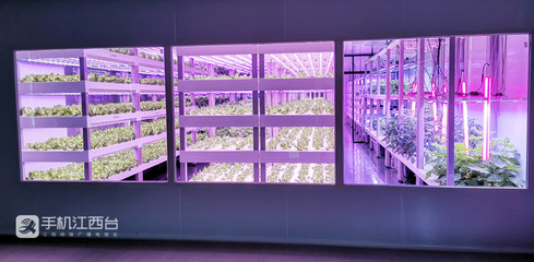 江西力源農(nóng)業(yè) 創(chuàng)新模式，將農(nóng)場“建在”超市，家門口的新鮮體驗(yàn)